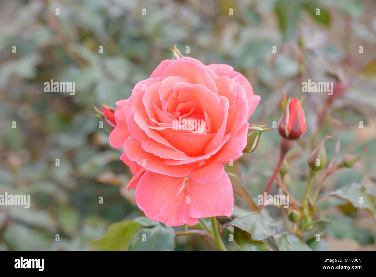 Rose Happy Anniversary Stock Photo - Alamy