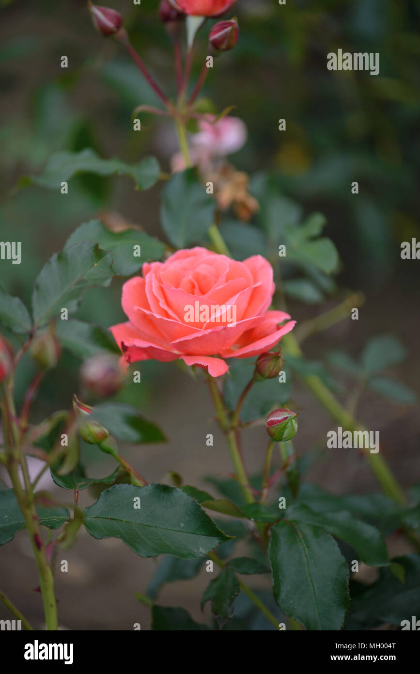 Rose Happy Anniversary Stock Photo - Alamy