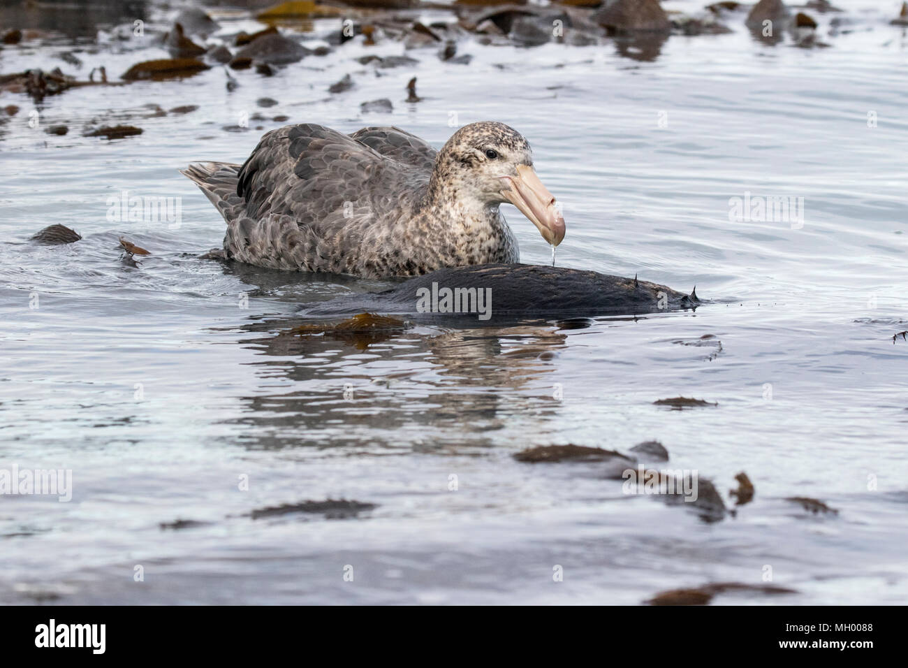 northern giant petrel Macronectes halli adult feeding on pup Antarctic fur seal carcass, while swimming on sea near coast, South Georgia Stock Photo