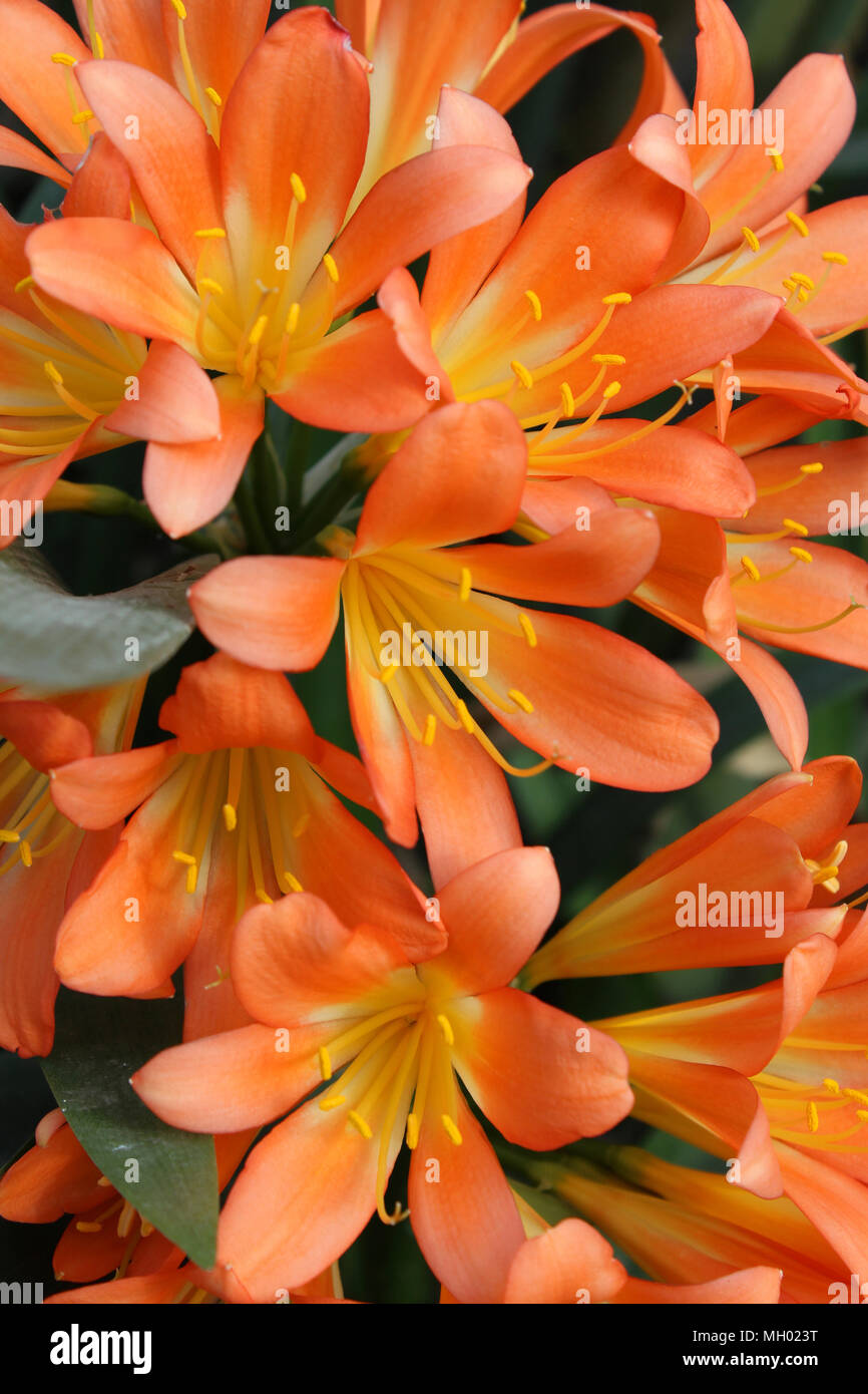 The beautiuful bright orange flowers of Clivia miniata also known as Natal Lily, Bush Lily or Kaffir Lily. Stock Photo