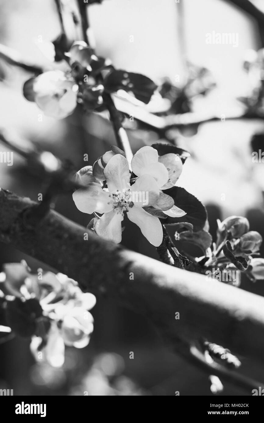 Single Spring Blossom Stock Photo