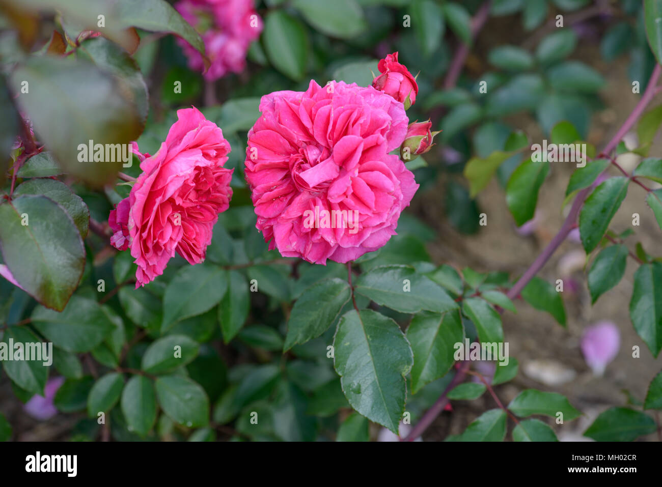 The ivors hi-res stock photography and images - Alamy