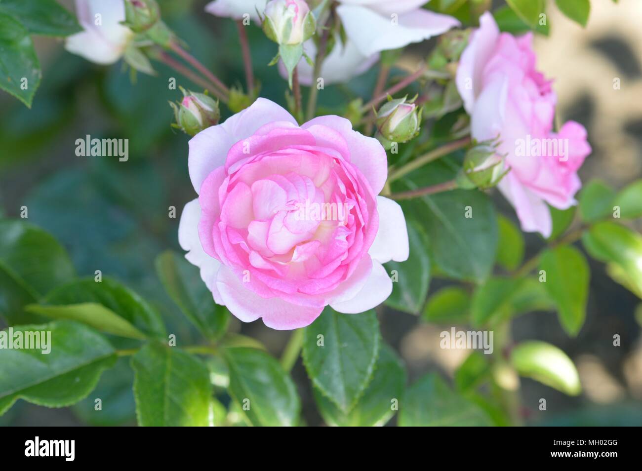 Rosa jasmina hi res stock photography and images Alamy