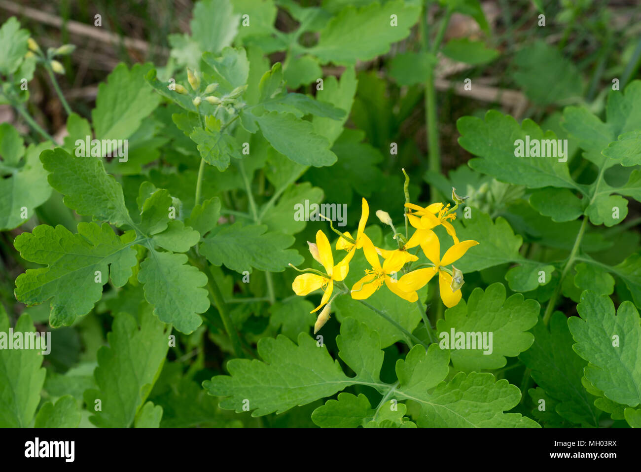 Chelidonium majus - greater celandine or tetterwor - herbal plant yellow flowers Stock Photo