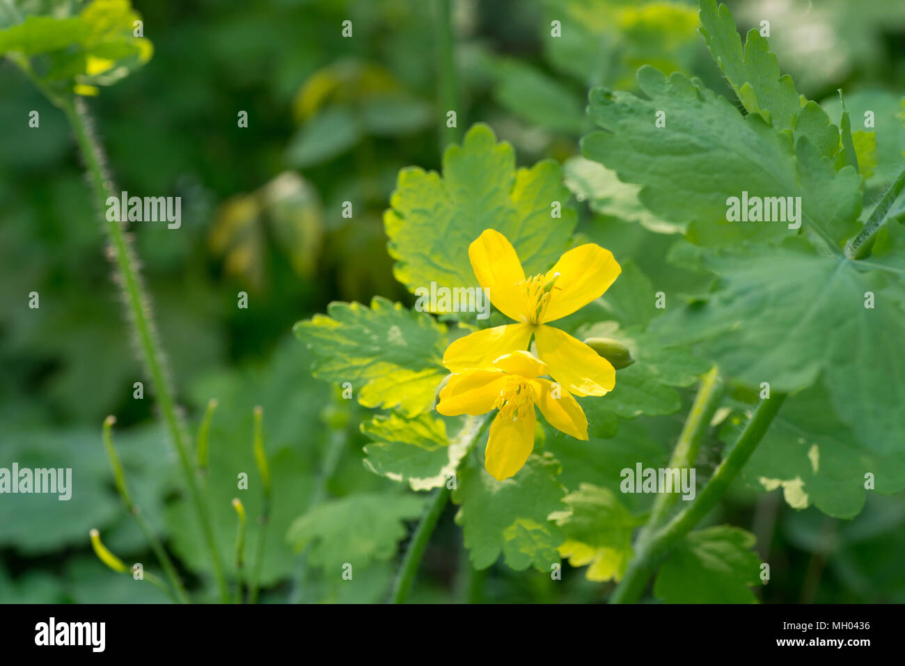 Chelidonium majus - greater celandine or tetterwor - herbal plant yellow flowers Stock Photo