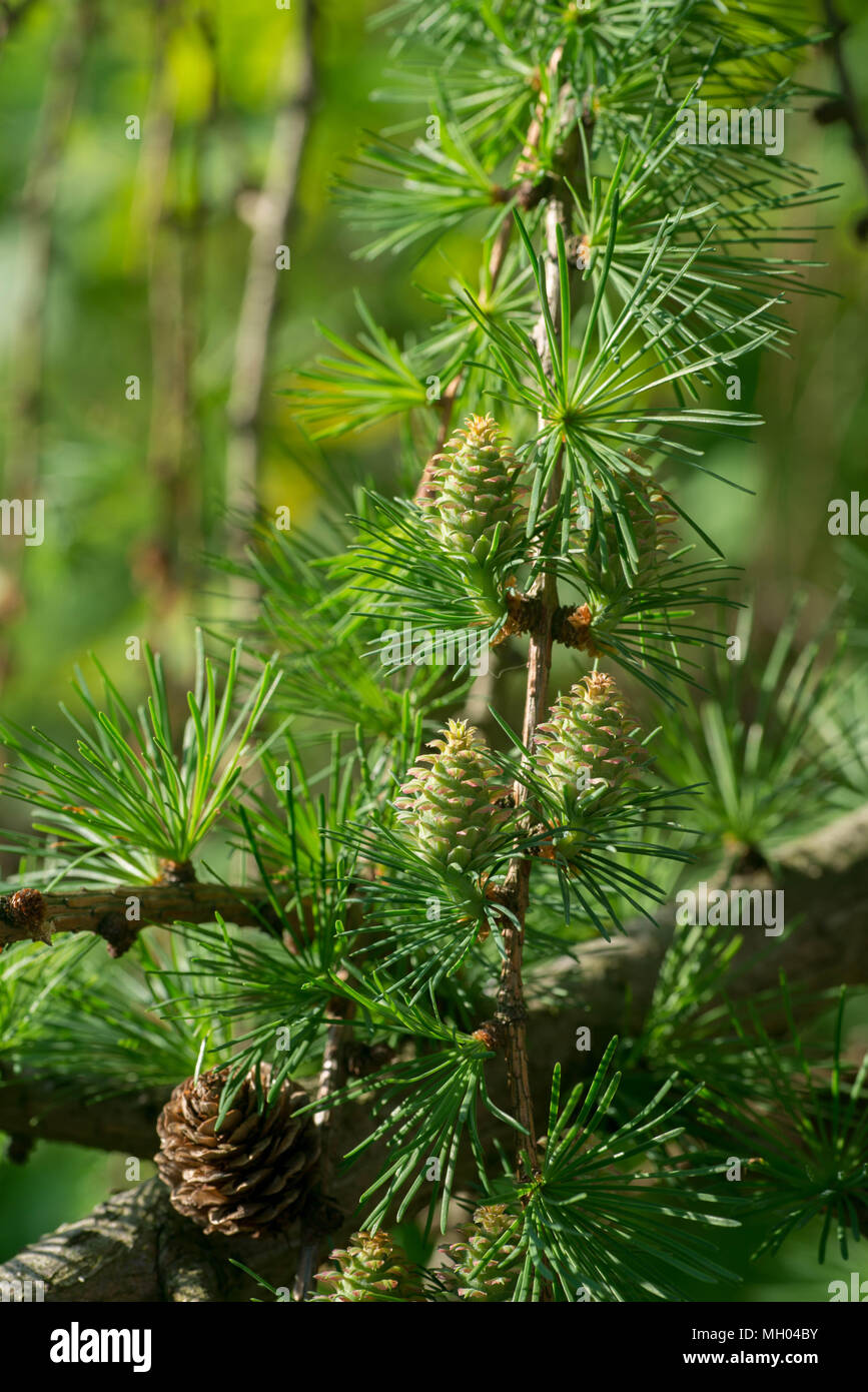 larch cones on twig in spring macro Stock Photo
