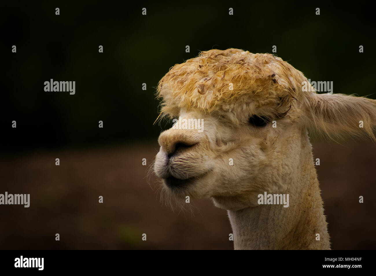 Llama acting cool after a recent downpour of rain. Stock Photo