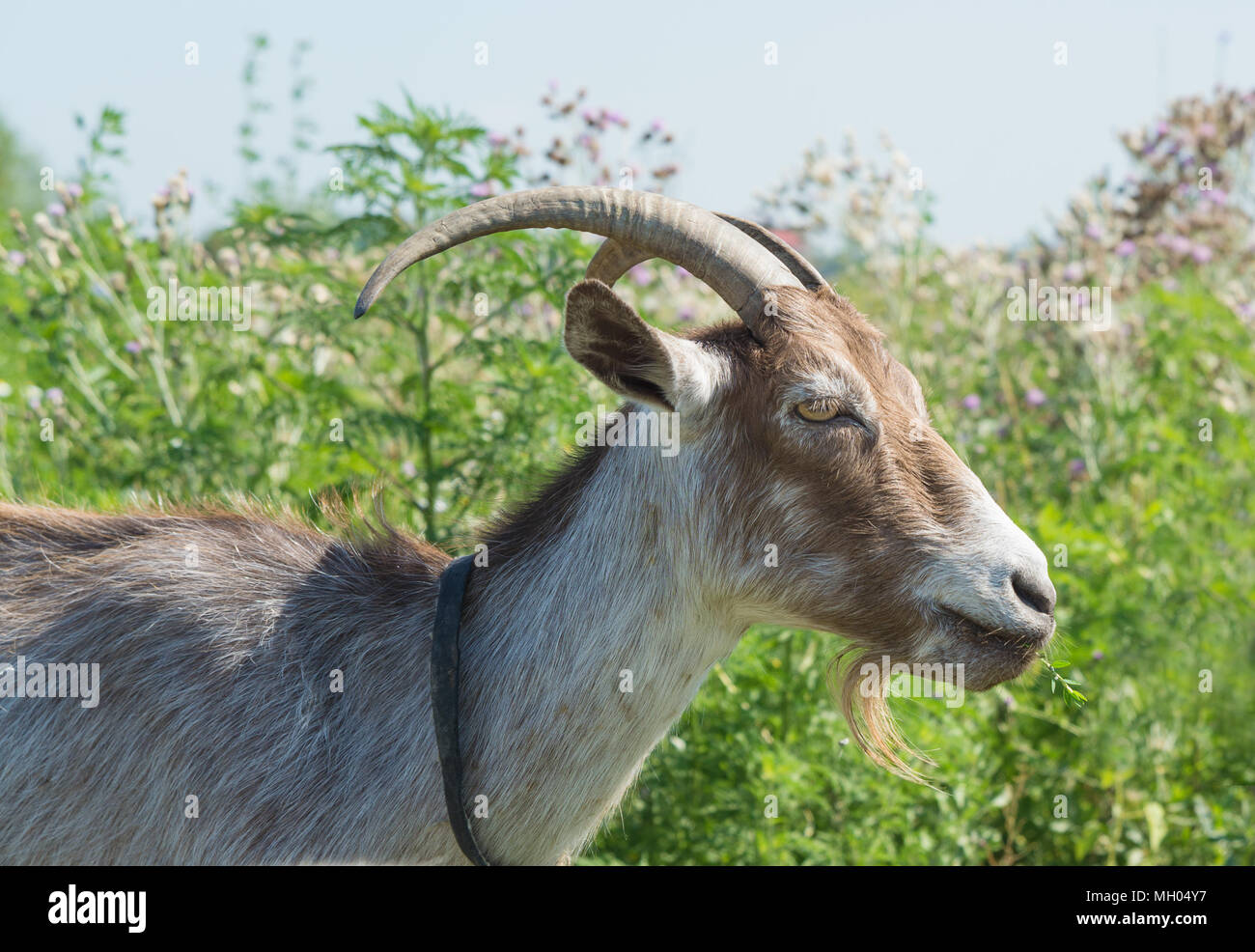 Portrait of dark brown goat grazing on the green meadow at summer day Stock Photo