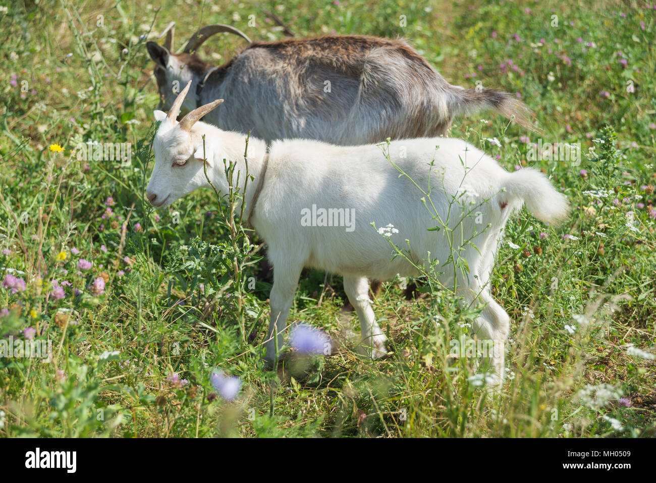 Two goats, dark brown and white, grazing on the green meadow at summer day Stock Photo
