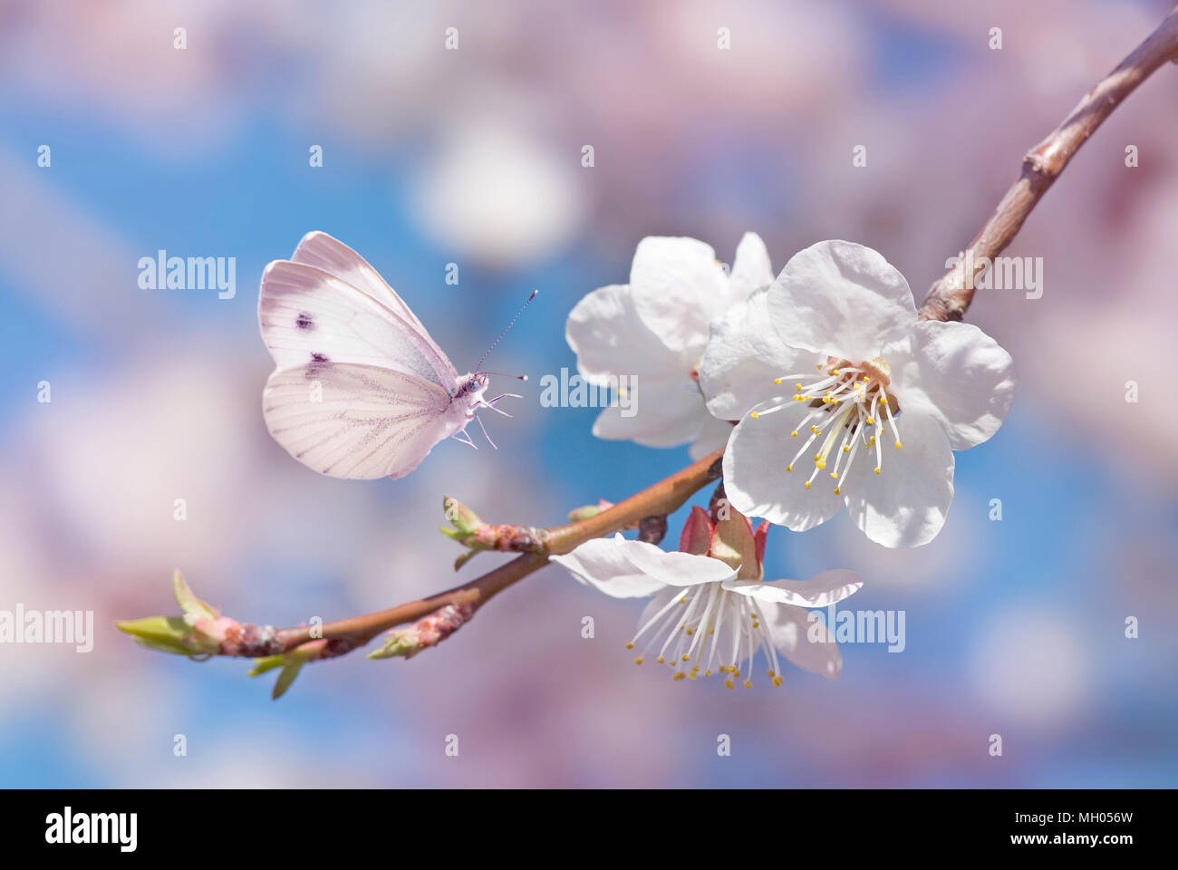 Beautiful white butterfly and branch of blossoming cherry in spring on blue and pink background close-up. Amazing elegant image of nature in early spr Stock Photo