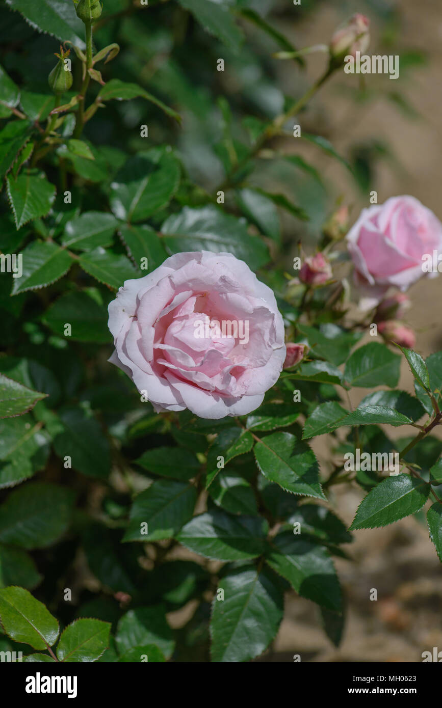 Rose let there be love stock photo alamy