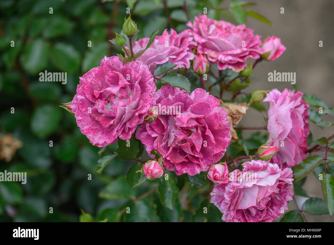 Rose Lets Celebrate Stock Photo - Alamy
