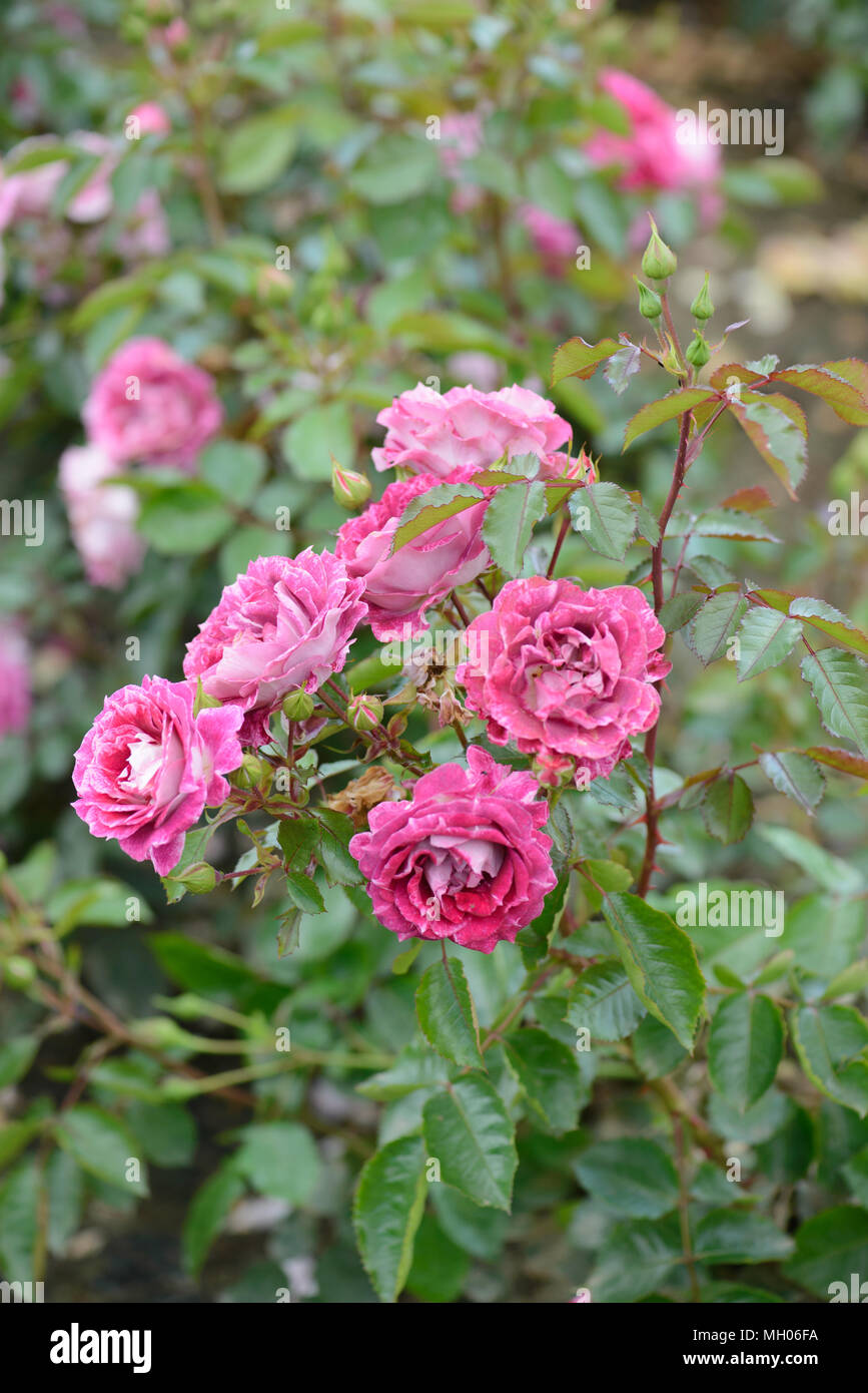 Celebrate Roses Rose Lets Celebrate Stock Photo - Alamy