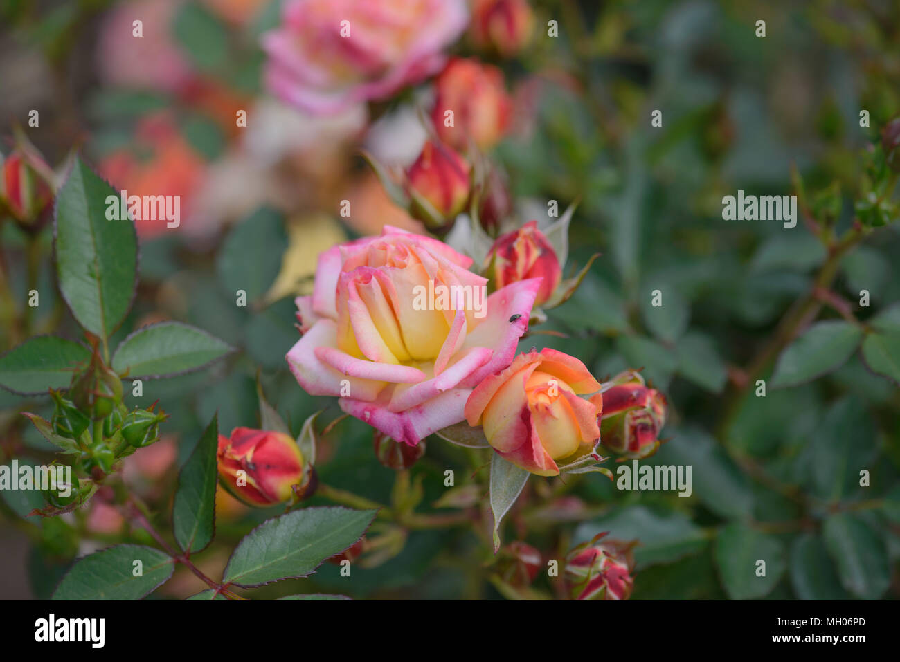 Rose Little Sunset High Resolution Stock Photography and Images - Alamy
