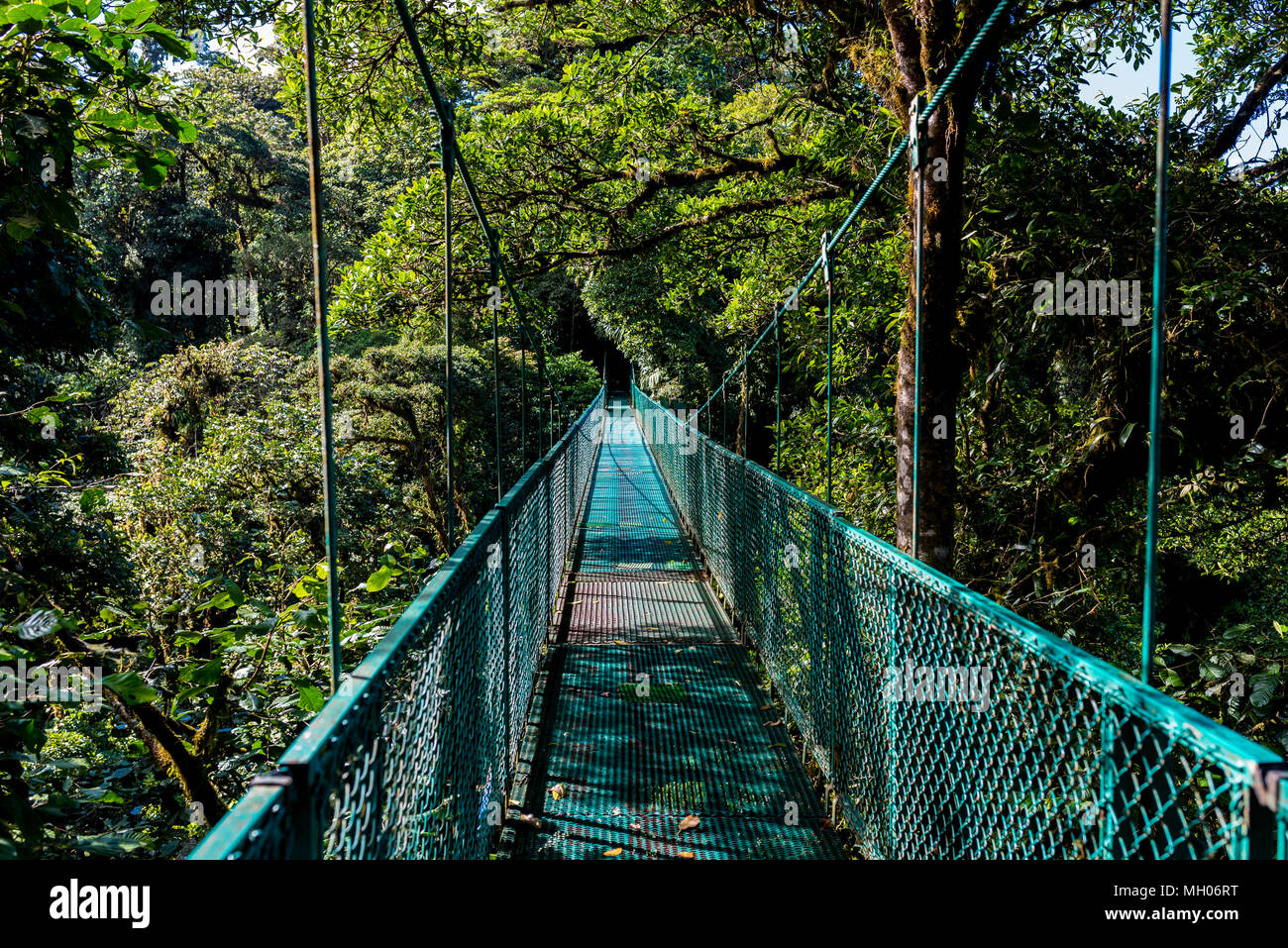 Hanging Bridges in Cloudforest - Monteverde, Costa Rica Stock Photo - Alamy