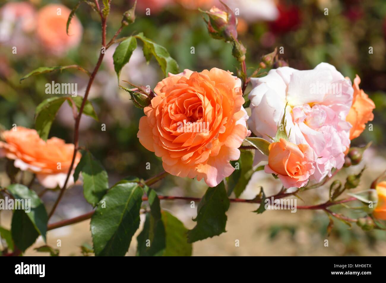 Rose Louise Clements Stock Photo Alamy