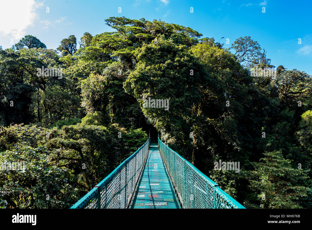 Hanging Bridges in Cloudforest - Costa Rica Stock Photo - Alamy