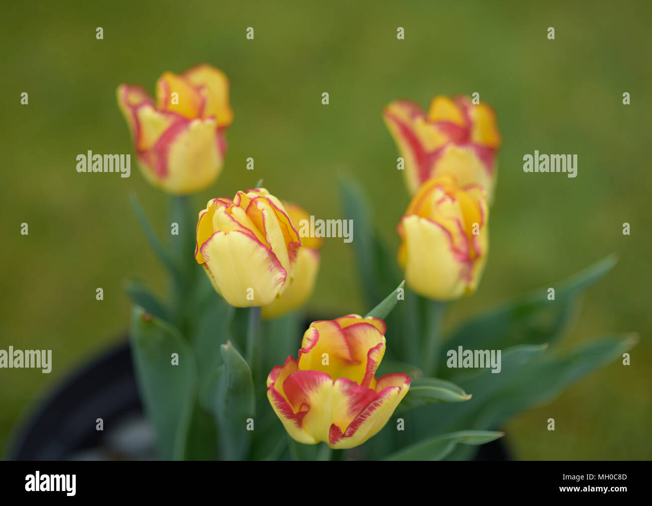 Yellow and red tulips, close up of flower heads with soft focus blurred ...