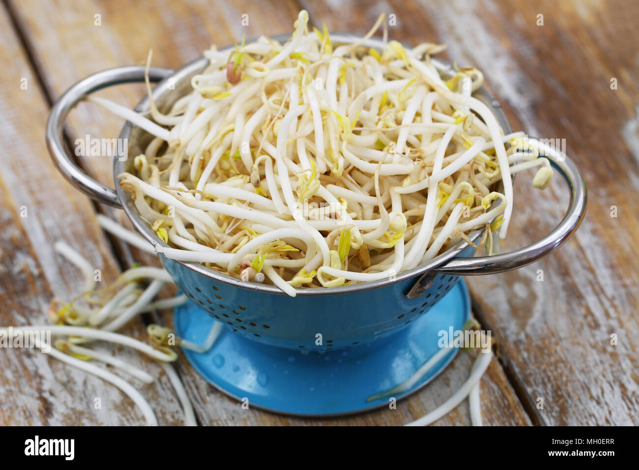 Fresh beansprouts in blue colander on rustic wooden surface Stock Photo