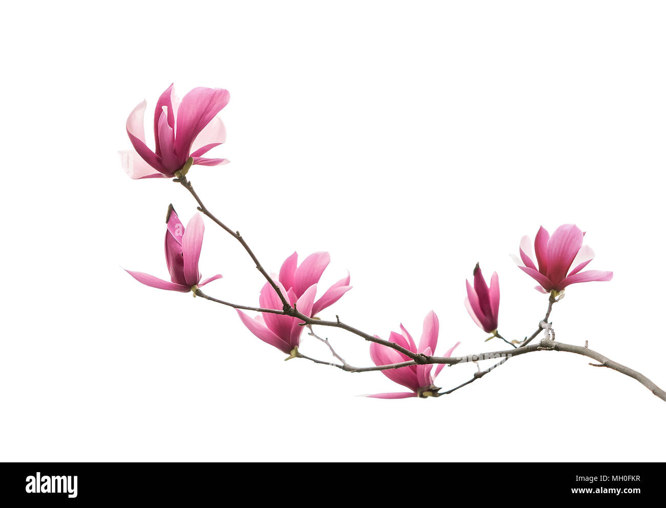 magnolia flower spring branch isolated on white background Stock Photo ...