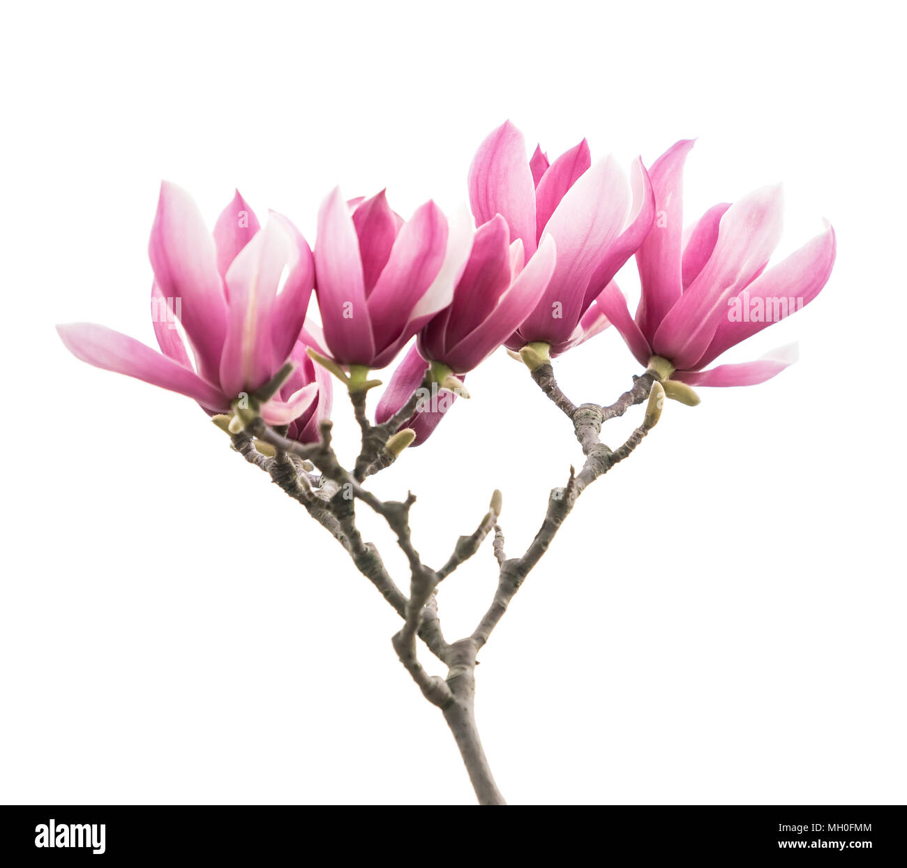 magnolia flower spring branch isolated on white background Stock Photo ...