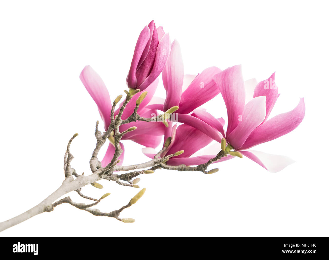 magnolia flower spring branch isolated on white background Stock Photo ...