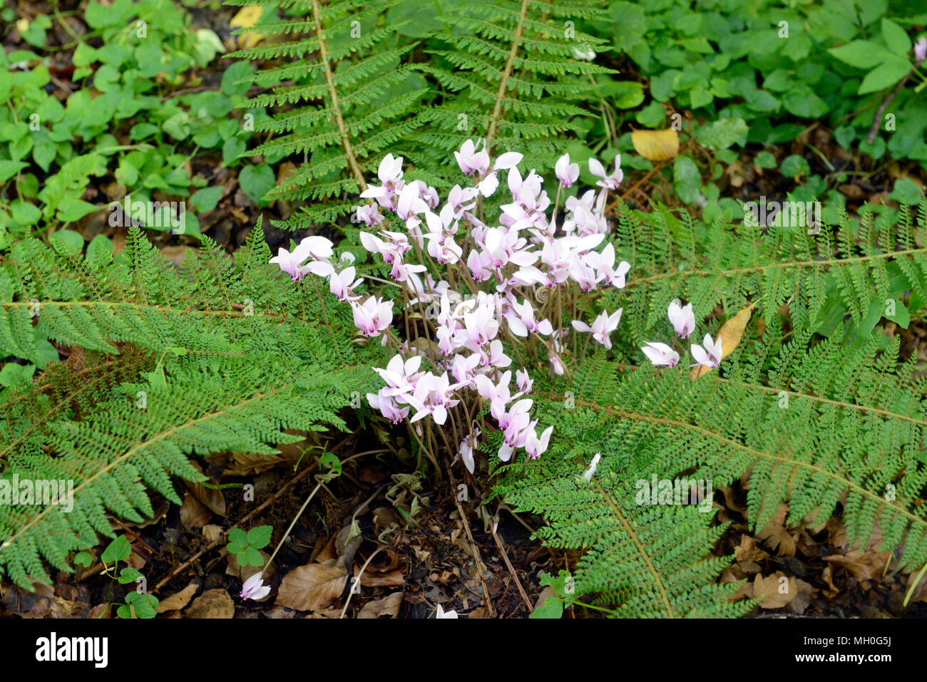 Forest floor flowers hires stock photography and images Alamy