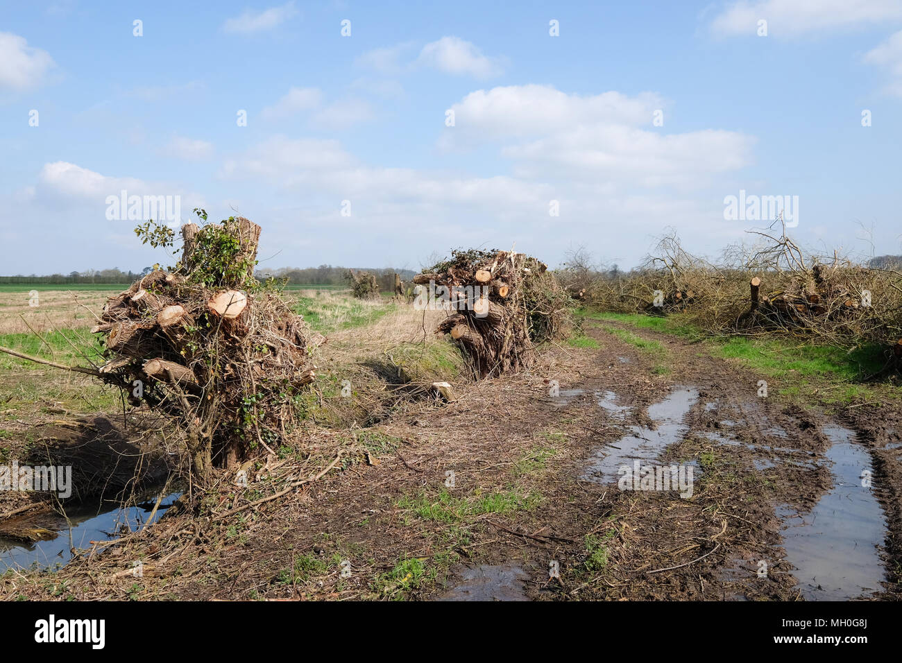 trees that have been cut down Stock Photo Alamy