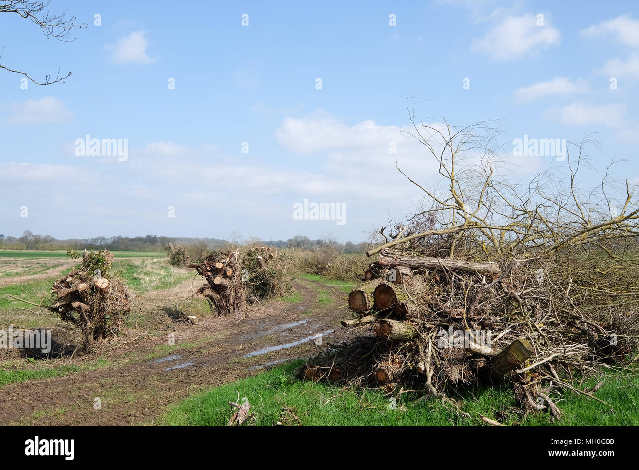 trees that have been cut down Stock Photo Alamy