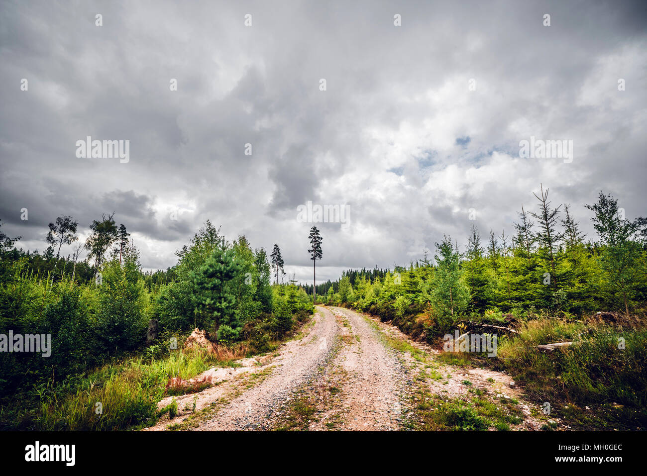 Country dirt road surrounded trees hi-res stock photography and images ...