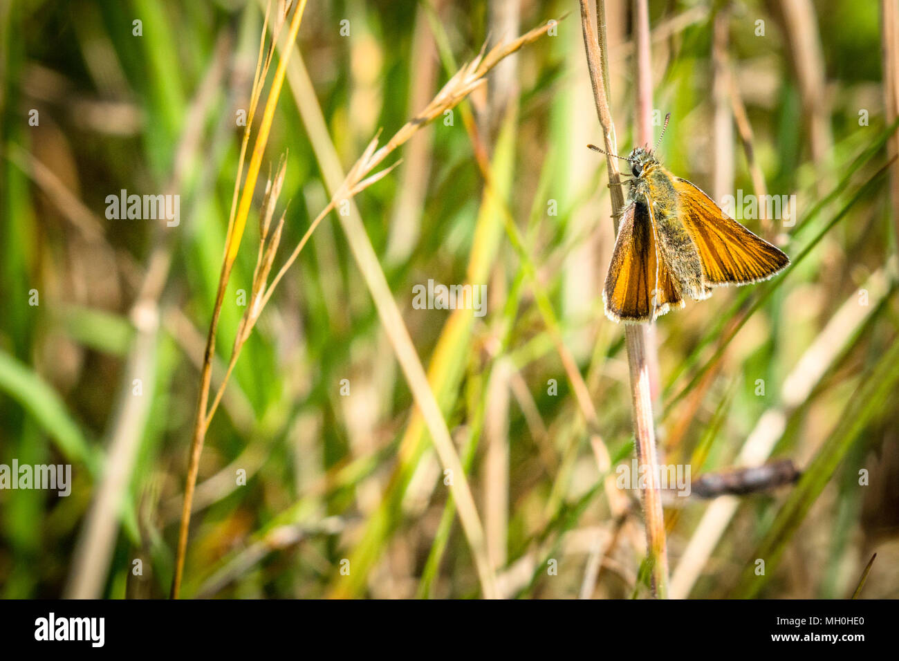 Orange Venata moth hanging on a straw on a meadow in the summer Stock Photo