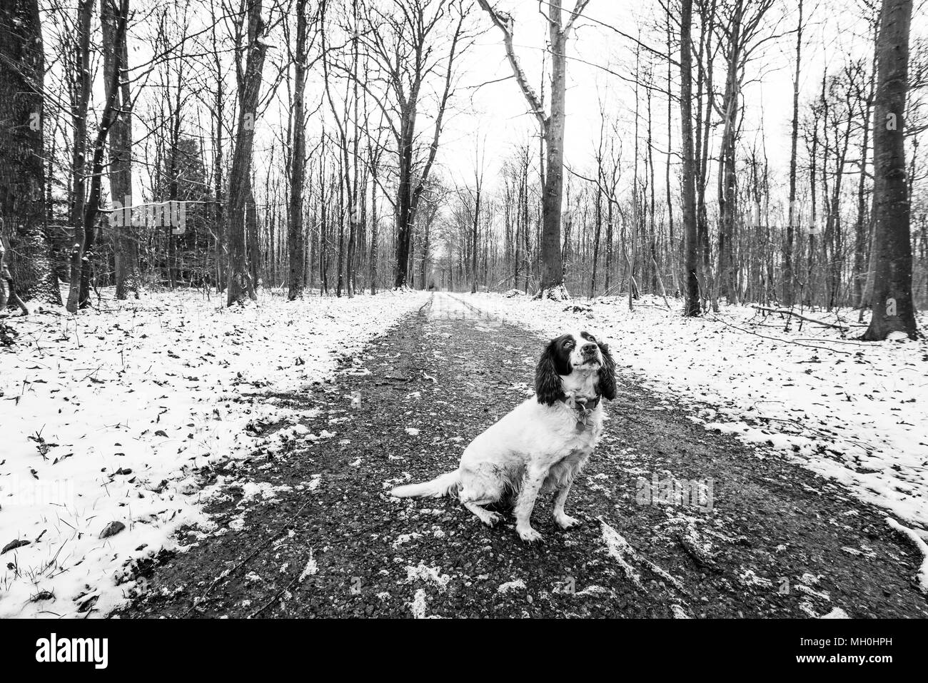 English springer spaniel in a forest in the winter in black and white Stock Photo