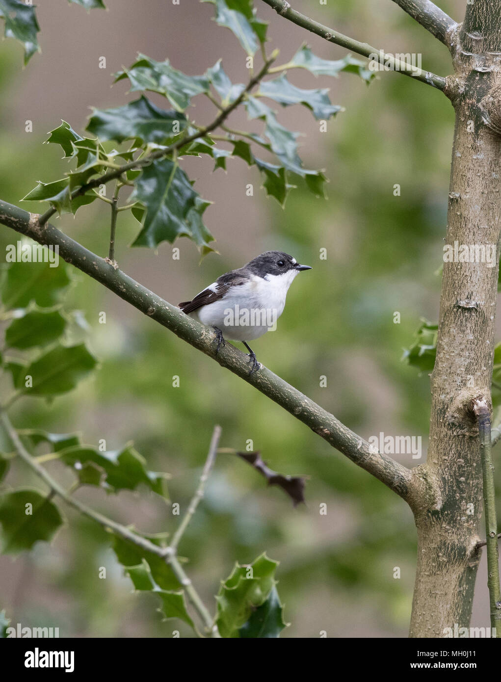 Pied Flycatcher, Ficedula hypoleuca, in a wood,Mid Wales Stock Photo