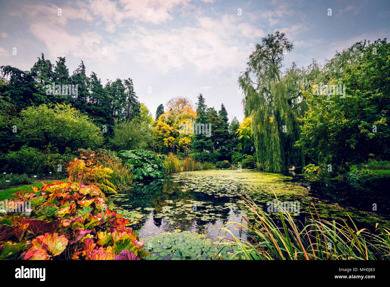 Garden pond with various plants in beautiful colors in the fall Stock Photo