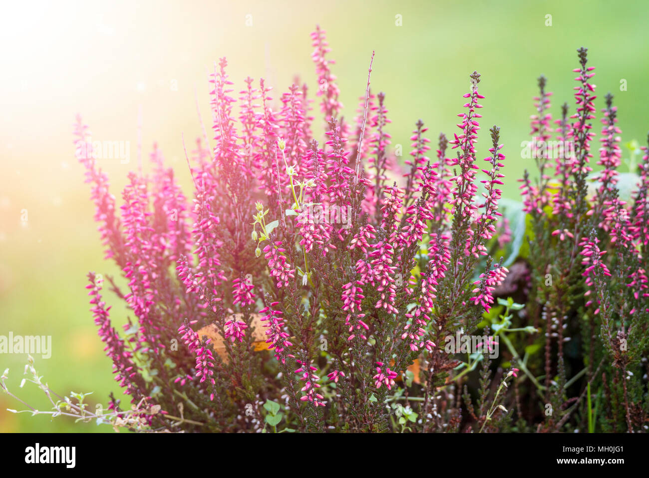 Erica plant with beautiful violet colors on a green background Stock Photo
