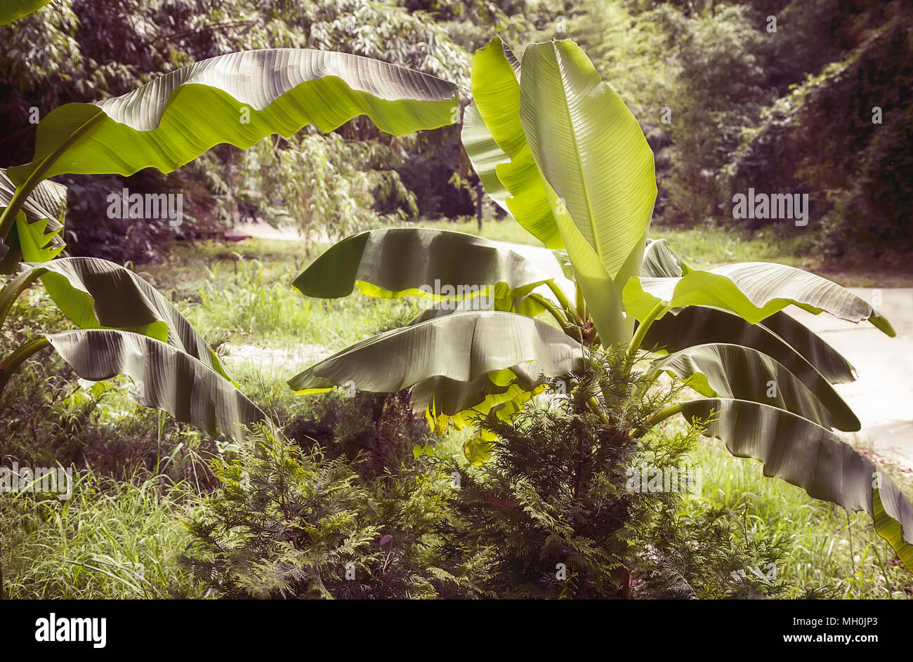 Spreading banana palm trees with broad leaves in the arboretum of