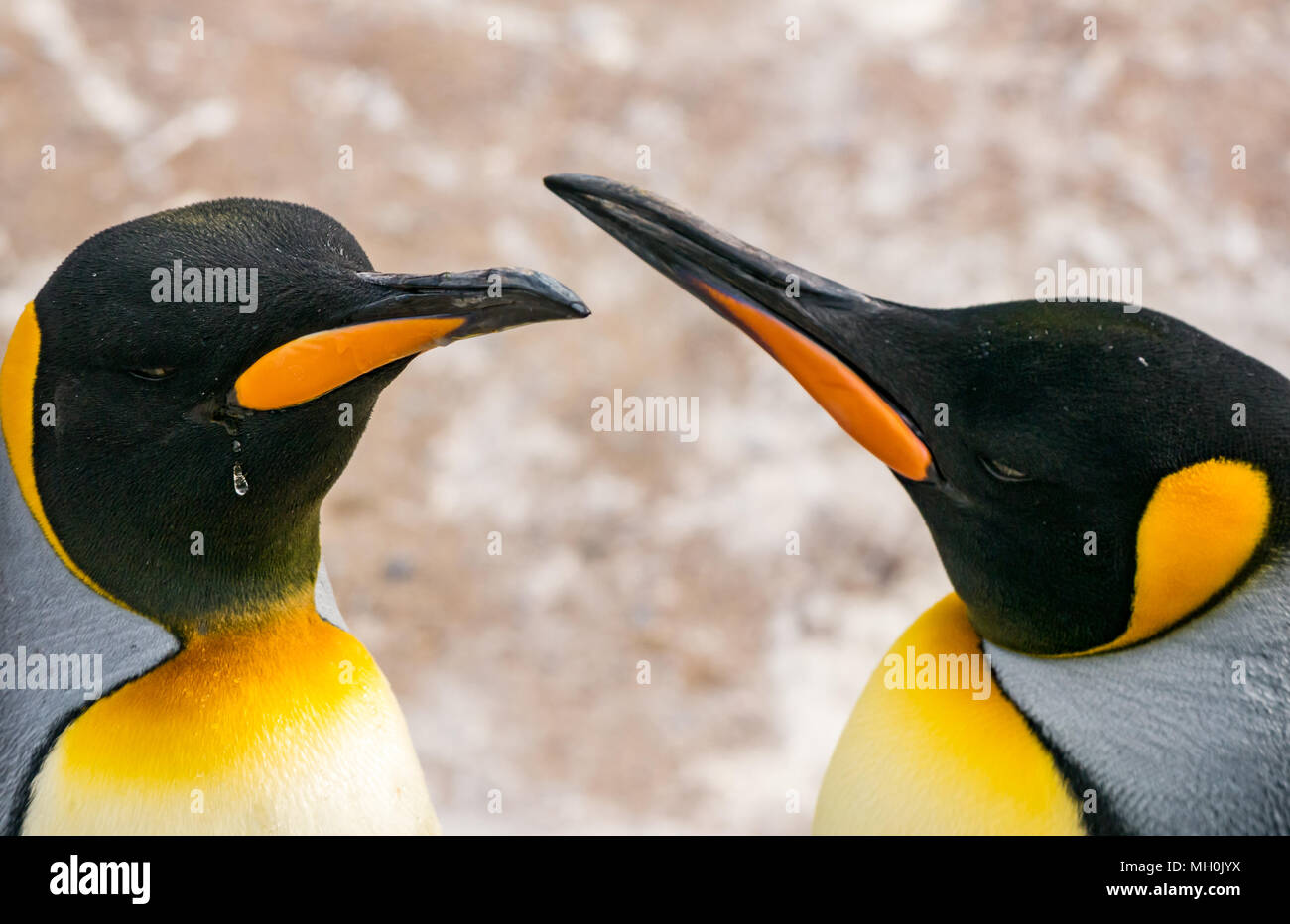 Emperor penguins, Aptenodytes forsteri, Emperor penguins in a zoo, UK Stock Photo