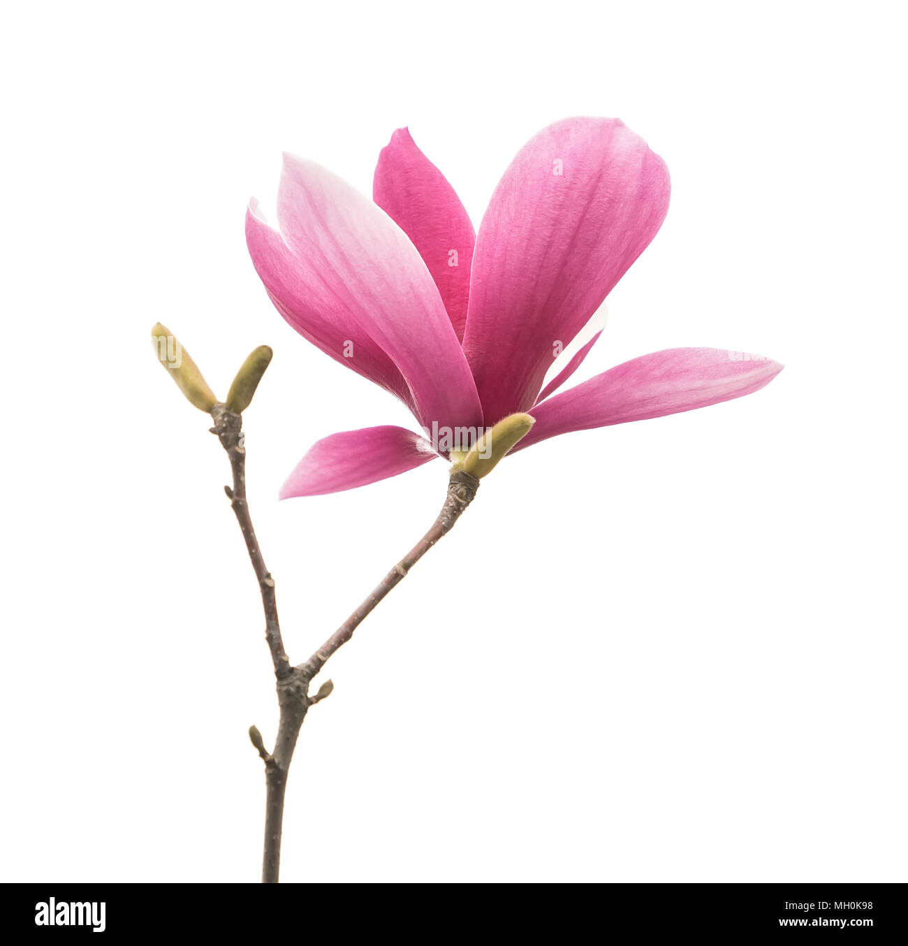 magnolia flower spring branch isolated on white background Stock Photo ...