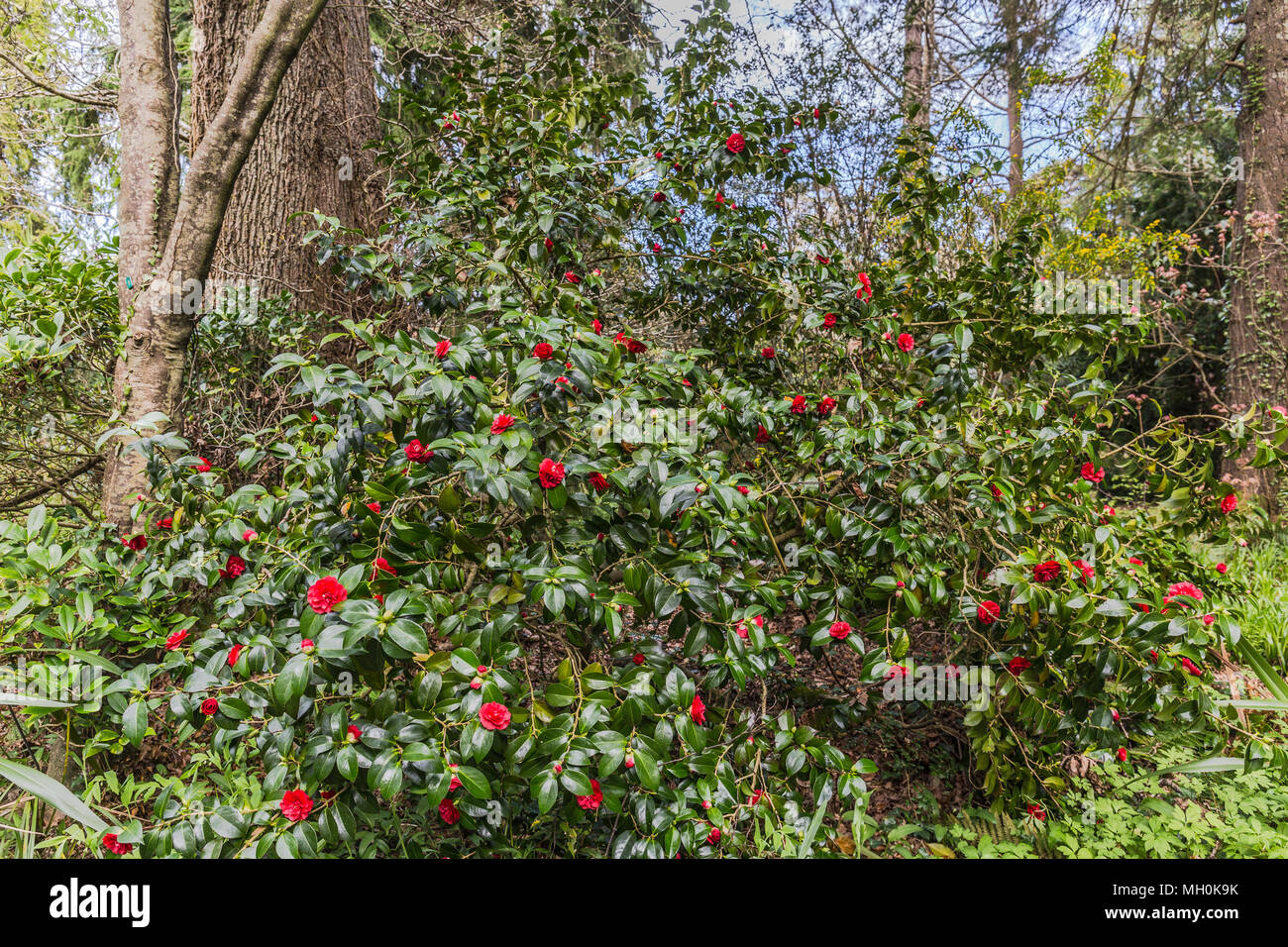 Mount usher gardens hires stock photography and images Alamy