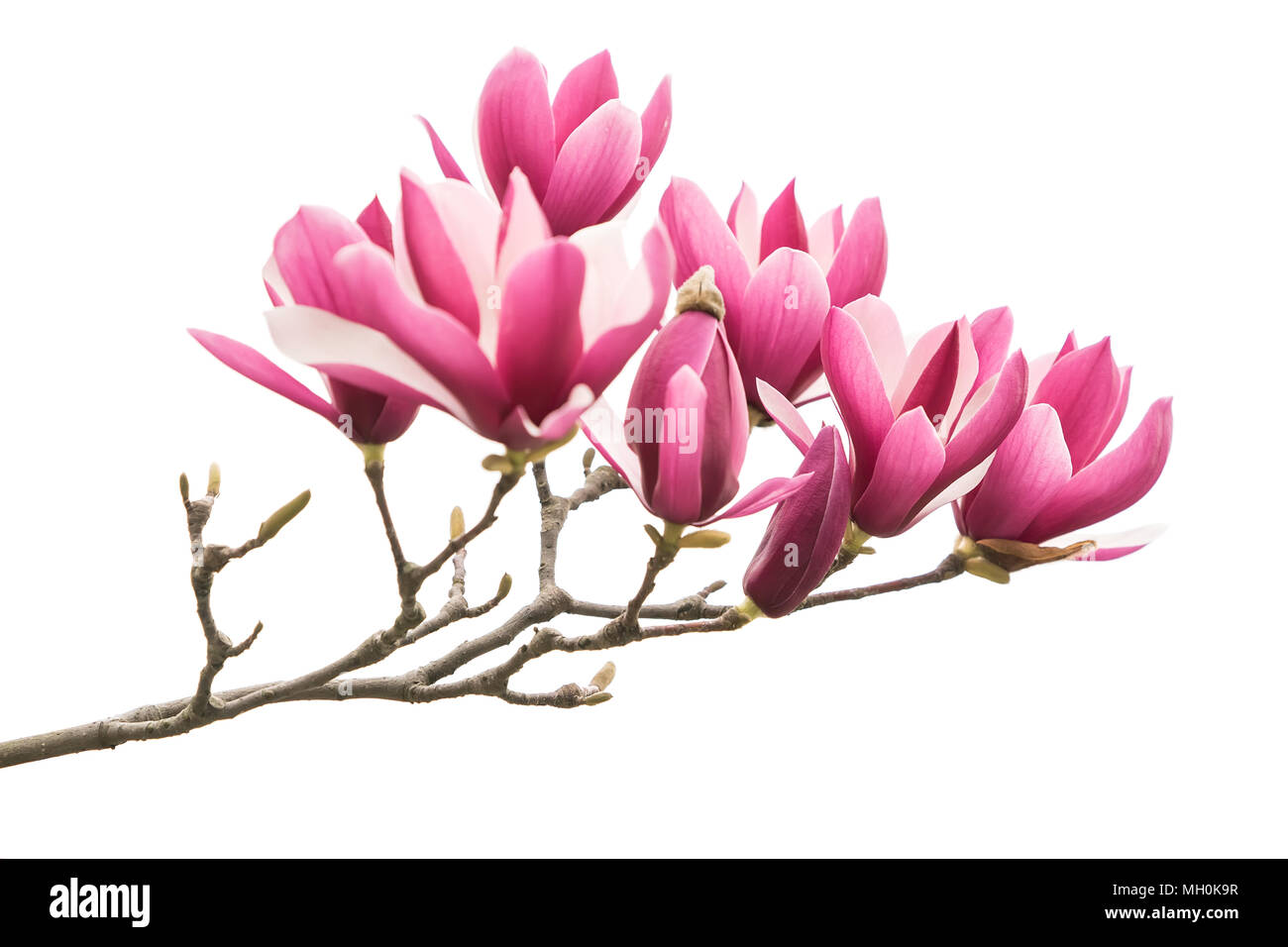 magnolia flower spring branch isolated on white background Stock Photo ...