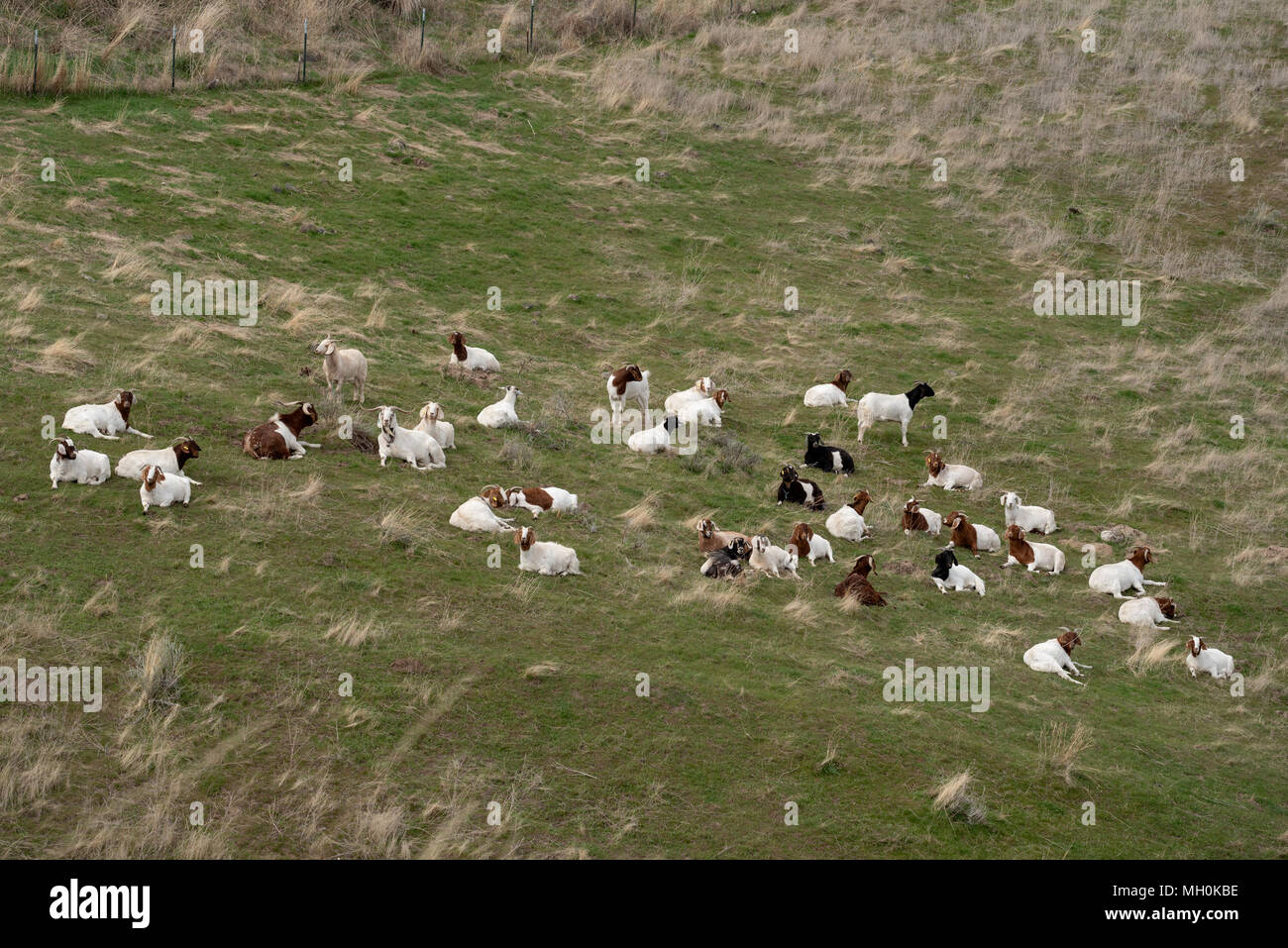 Herd of goats on a farm in Southeast Washington. Stock Photo