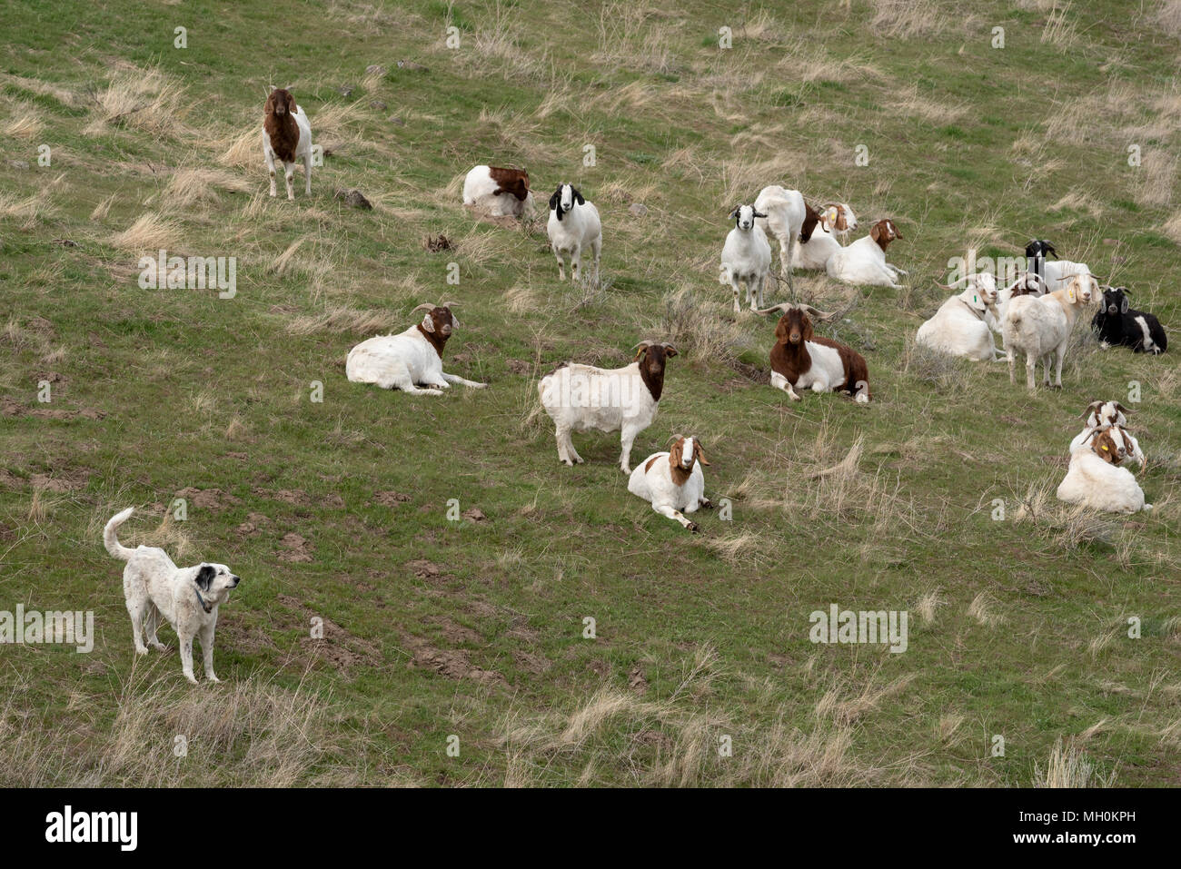 Guard dog with a herd of goats on on a farm in Southeast Washington. Stock Photo