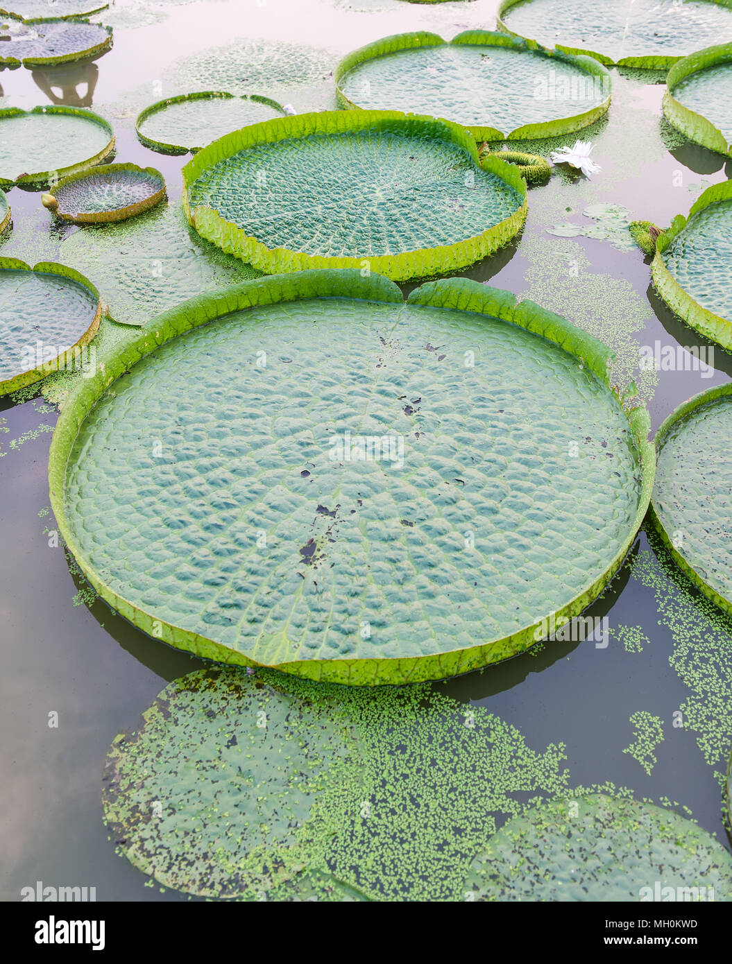 Huge floating lotus,Giant Amazon water lily,Victoria amazonia Stock