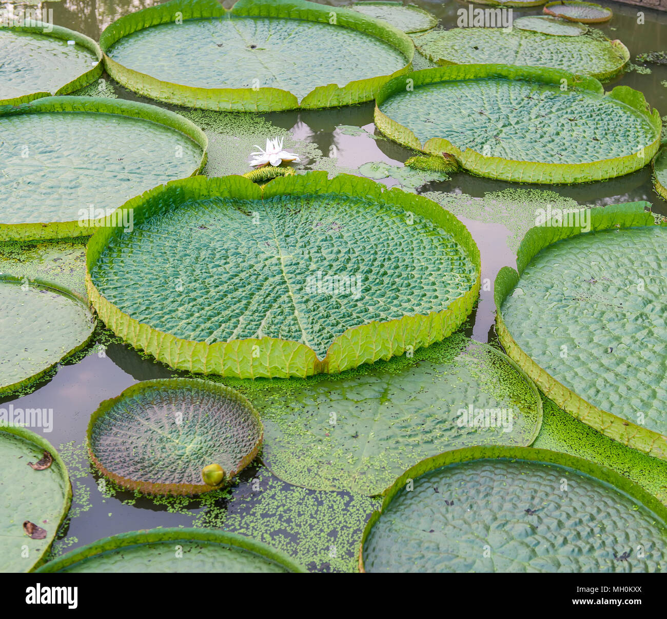 Huge floating lotus,Giant Amazon water lily,Victoria amazonia Stock