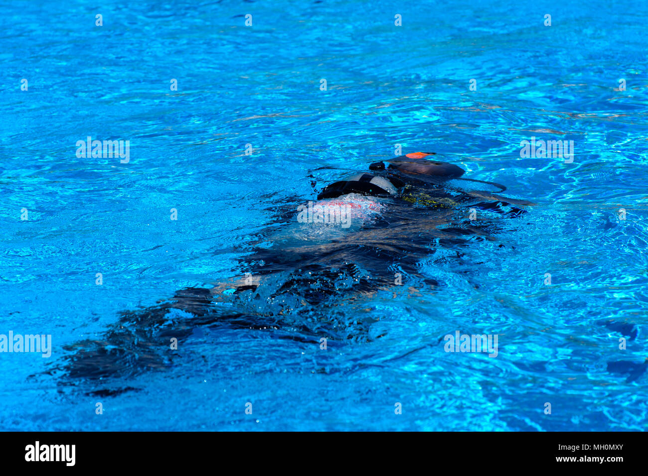 Divers sink in the pool. The teacher teaches the pupil the rules and the lesson of diving