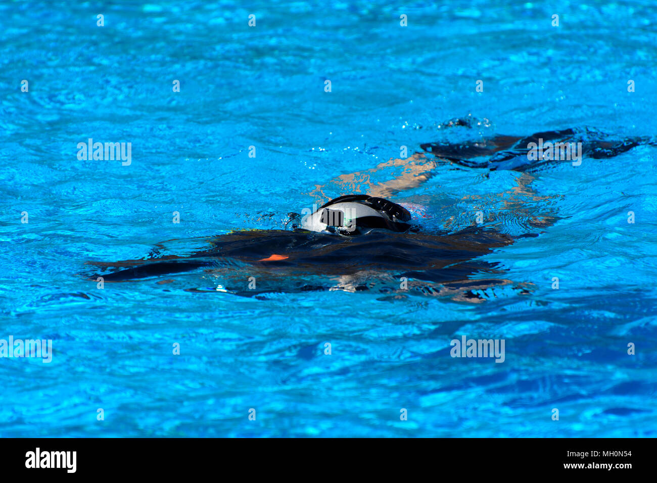Divers sink in the pool. The teacher teaches the pupil the rules and the lesson of diving