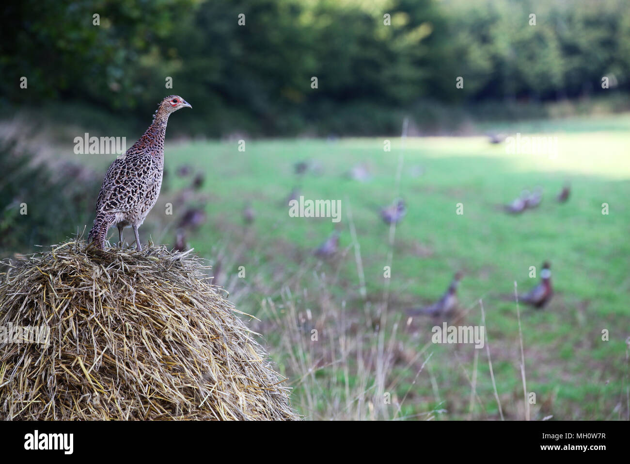Female Pheasant [ Phasianus colchicus ] standing on staw bale with field full of Pheasants out of focus in the background Stock Photo