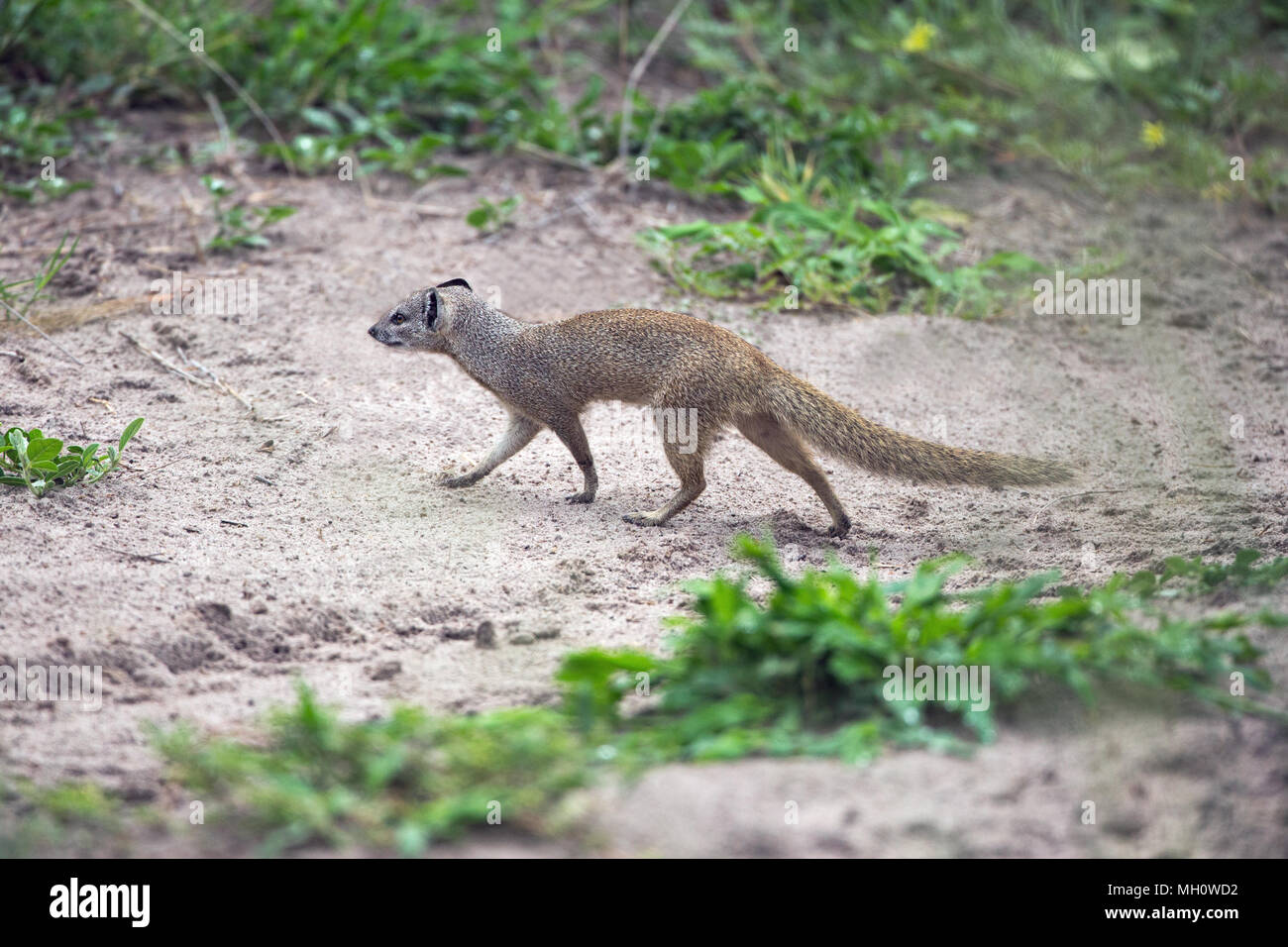 Yellow Mongoose, Red or Bushy-tailed Meerkat (Cynictus penicillata). Living in pairs and family groups, often forages alone. Okavango Delta, Botswana. Stock Photo