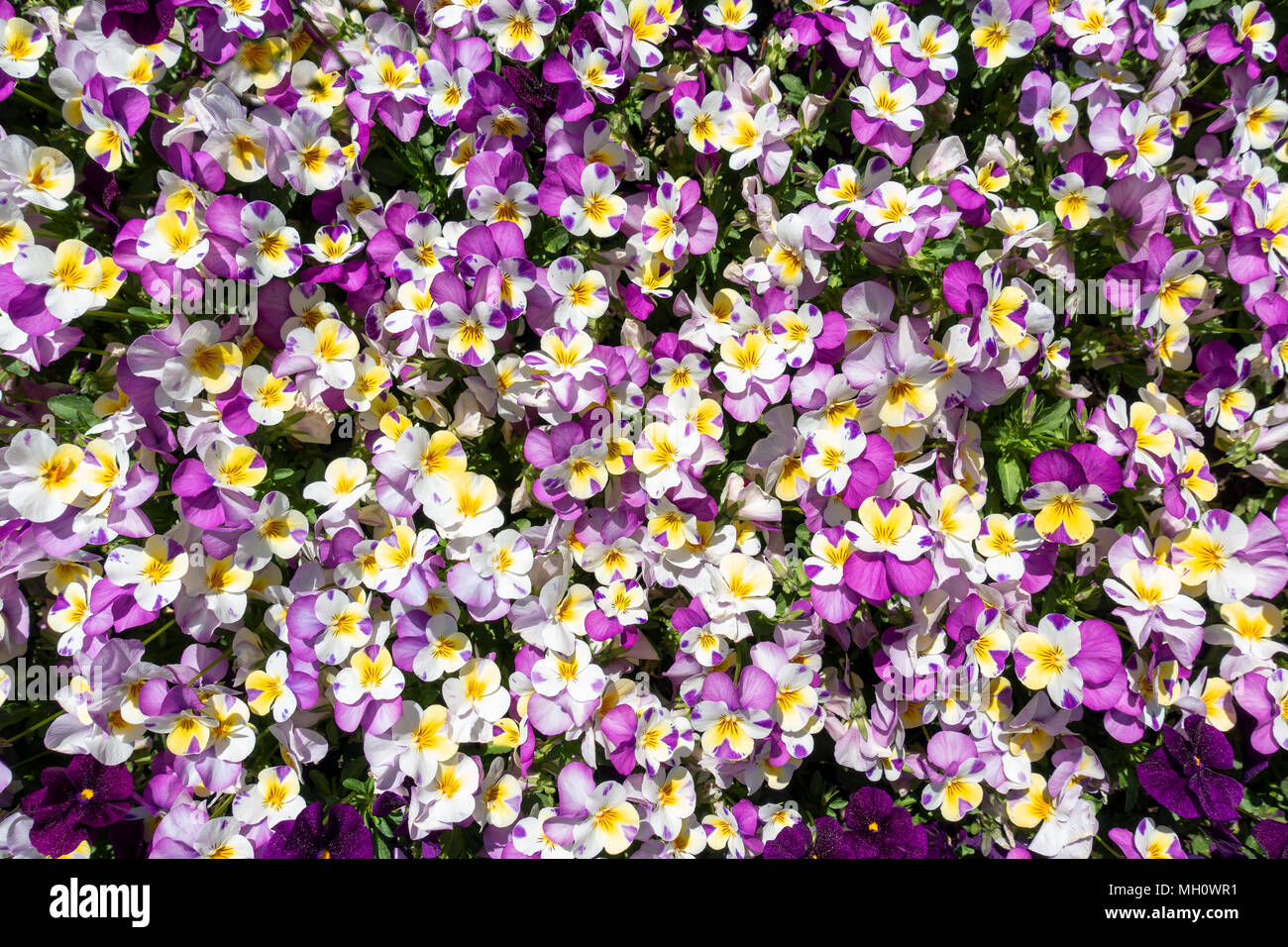 Horned pansies Stock Photo