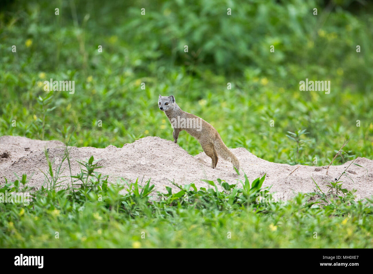 Yellow Mongoose, Red or Bushy-tailed Meekat, (Cynictus penicillata). Living in pairs and family groups, often forages alone. Okavango Delta, Botswana. Stock Photo